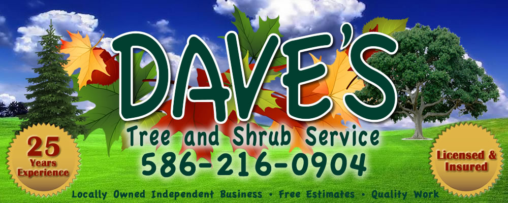 Daves Tree and Shrub